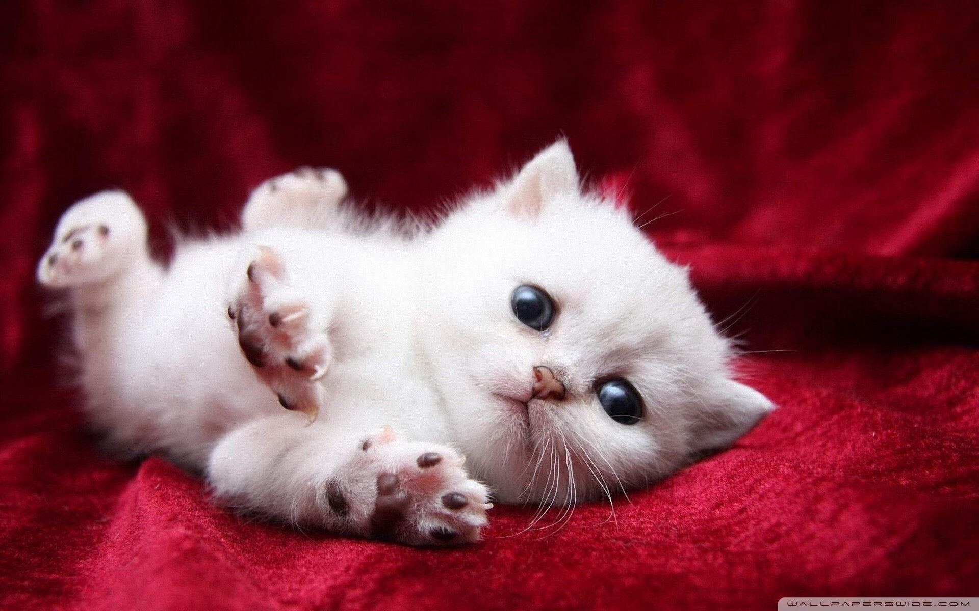 篮球运动信息化管理平台设计与应用,篮球信息app