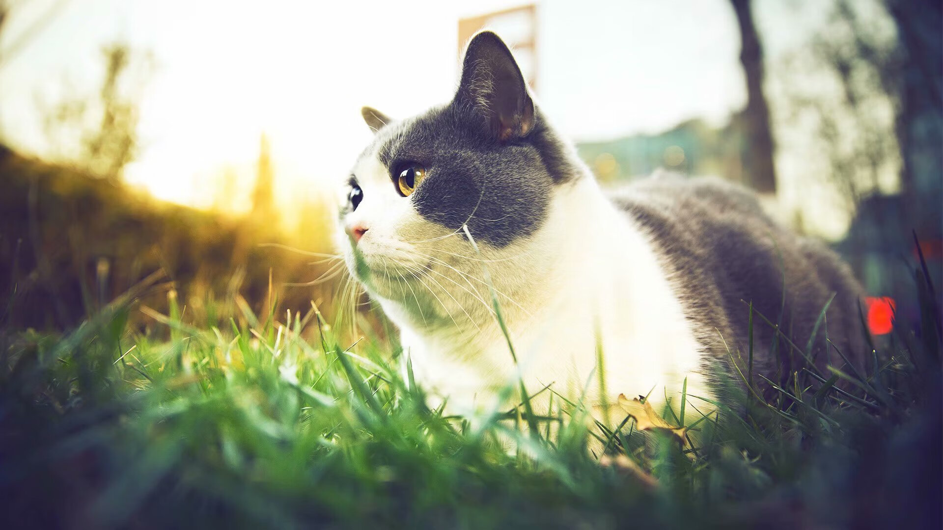 加拿大队赛制分析:赛制如何帮助提升球队的稳定性与执行力,加拿大赛程500