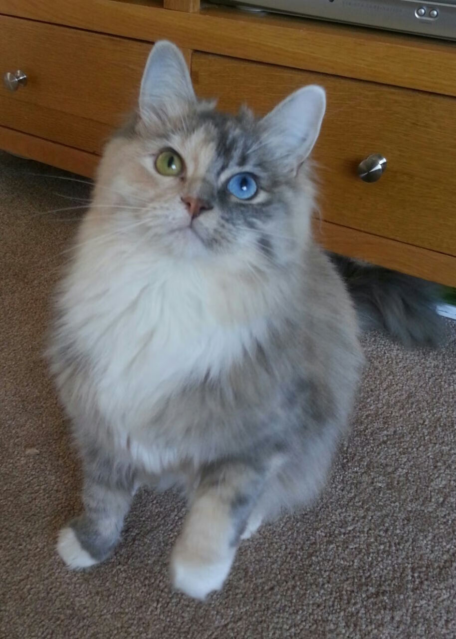 技术稳定性:中美澳德谁表现最佳?