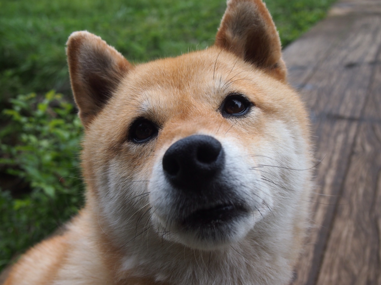 开云·体育官网-澳大利亚团队赛制分析：如何通过团体合作克服单打弱点，澳大利亚战队