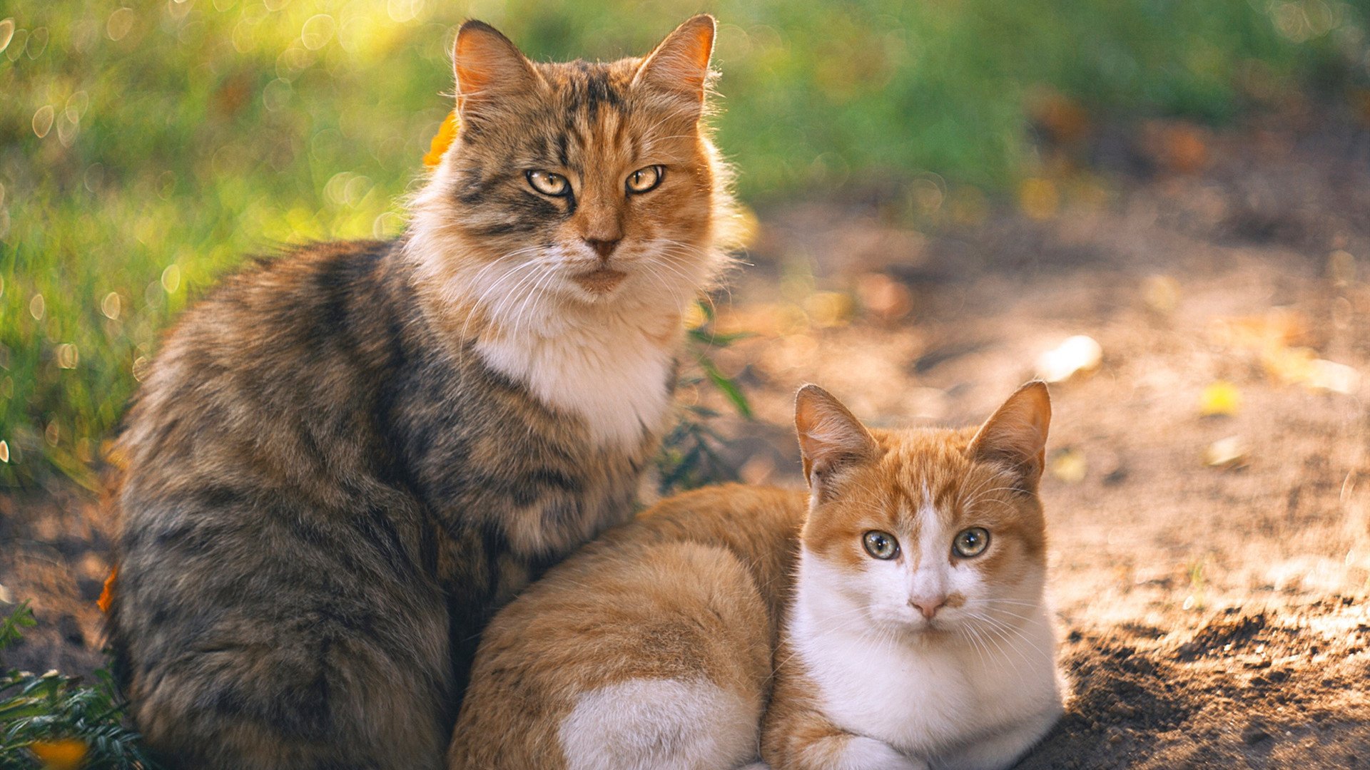 瑞典乒乓战术:从发球到反攻的战略布局,被誉为乒坛常青树的瑞典乒乓球选手