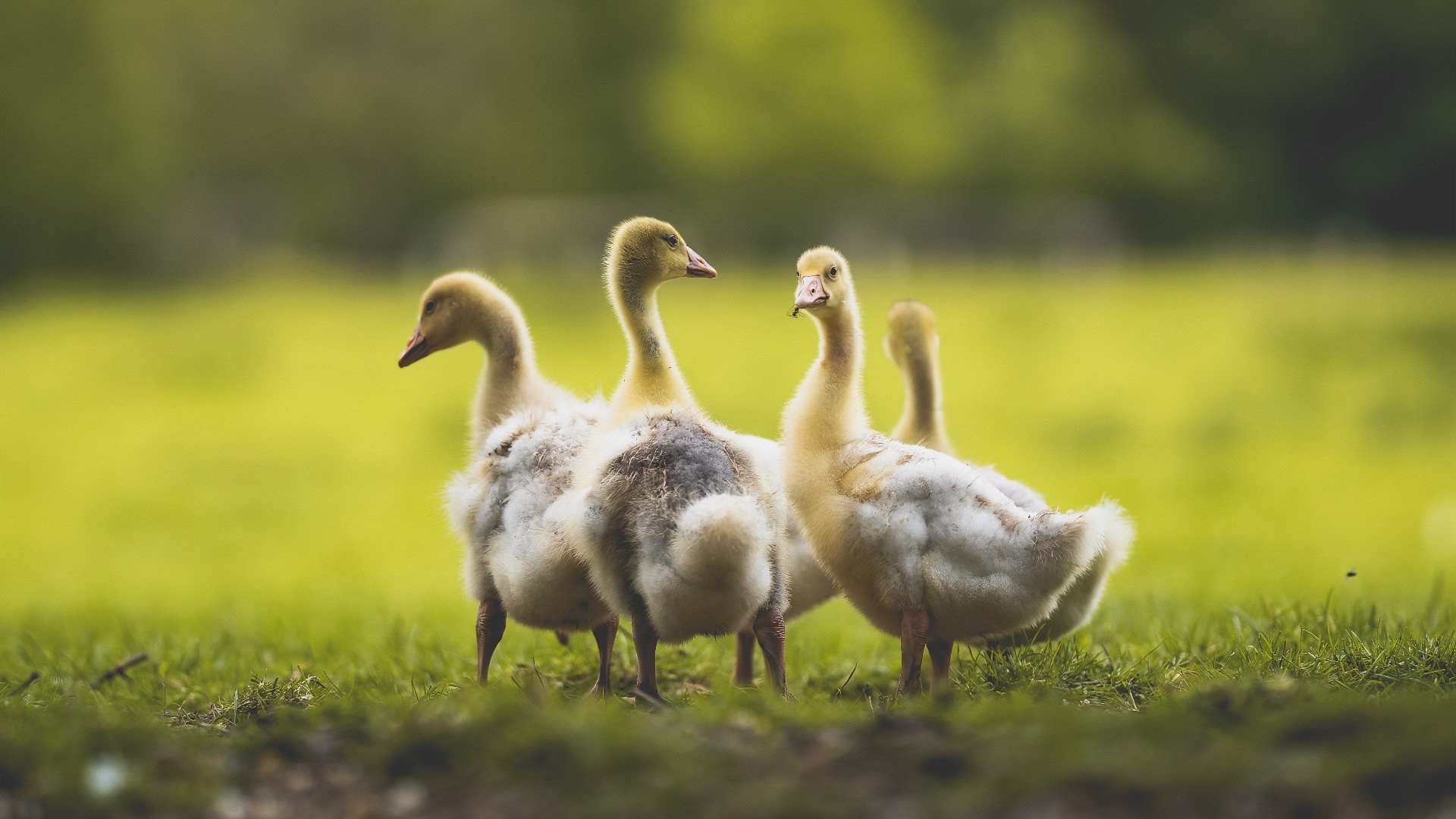 高科技装备提升乒乓训练效率,乒乓球黑科技