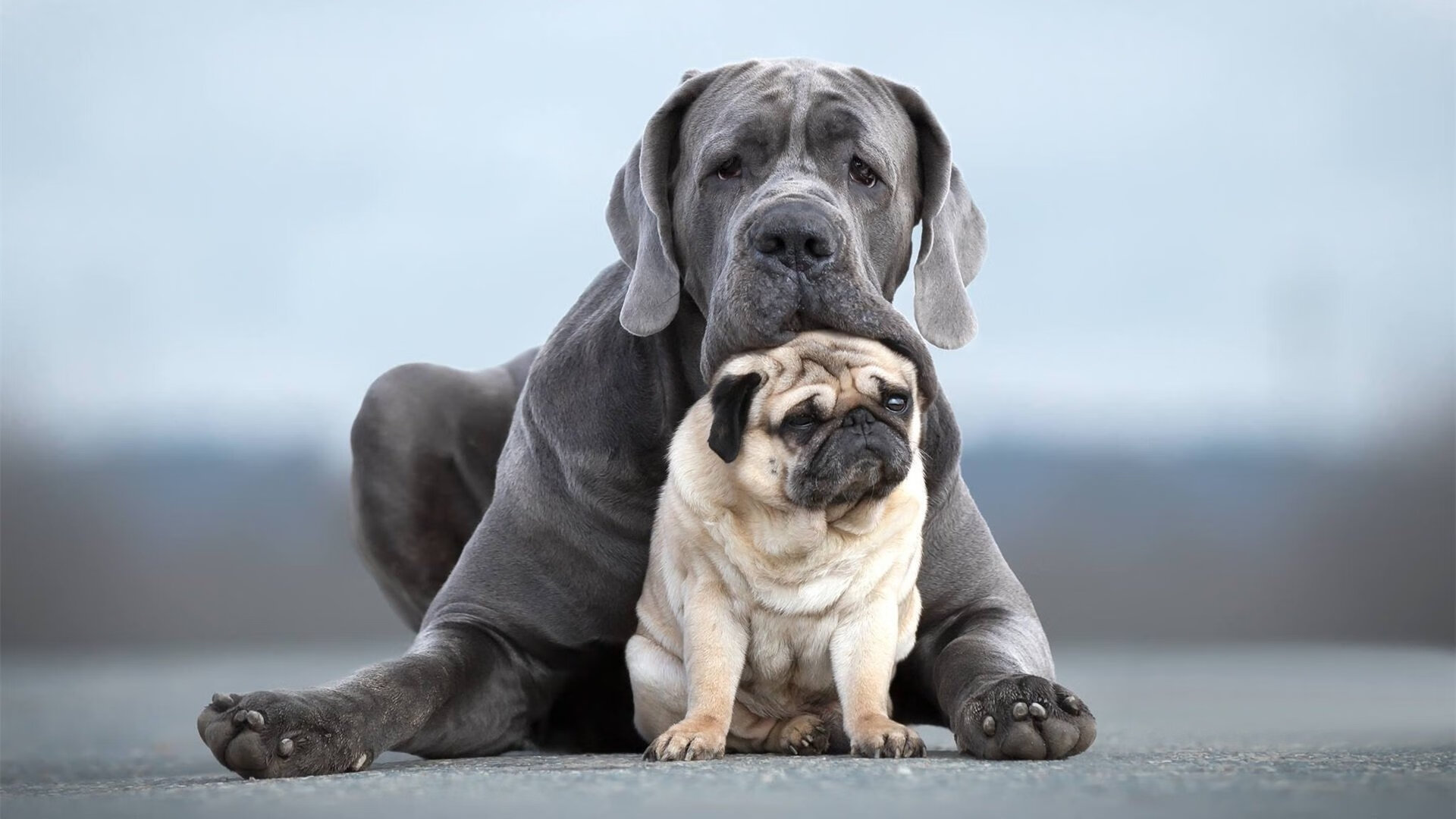 开云官网-“南非羚羊队的新面貌：萨尔·巴赫作为年轻领军人物”