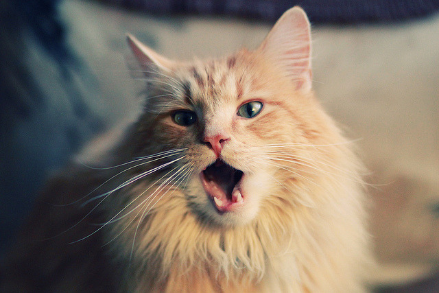 球员转会窗口闭合，多宗大牌交易尘埃落定，真实的球员转会消息一般不会来自哪里